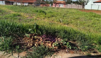 Terreno à Venda no Centro de Quadra, SP – Localização Privilegiada