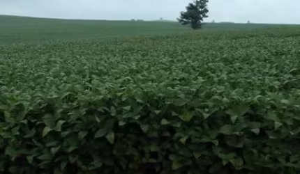 Fazenda de 49 Alqueires em Itapetininga/SP, com 40 Alqueires em Plantio
