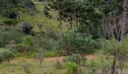 área rural com 10 hectares,  na localidade de Pericó em São Joaquim