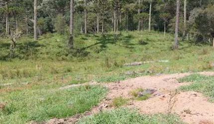 10 hectares a venda , localidade Baiano em Urubici   Área com excelente aproveit