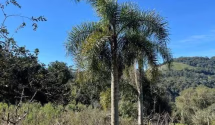 Chácara / sítio com 1 quarto à venda na Vila Jansen, 01, 2 Distrito, Farroupilha por R$ 420.000