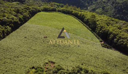 Parreiral de uva em Vila Cristina
