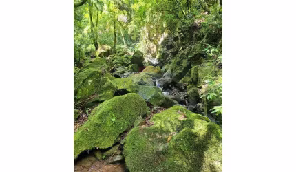 Fazenda à Venda: 500,000m² em Tunas, RS