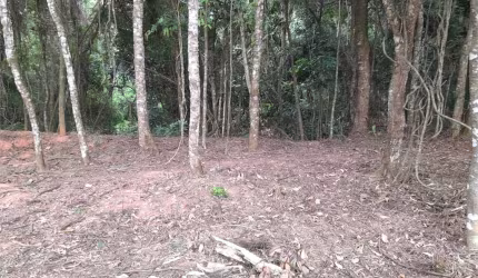 Terreno com 410m2, no Parque Itaguaçu da Cantareira, pouco aclive, árvores parcialmente removidas.
