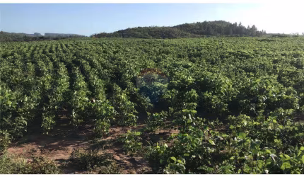 Área de 82,5 hectares a venda!