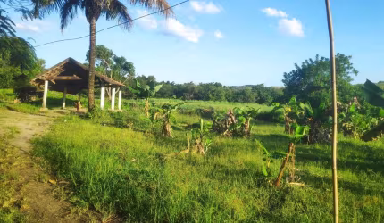 Sítio para Venda em Itaboraí, Peróbas (Pachecos)