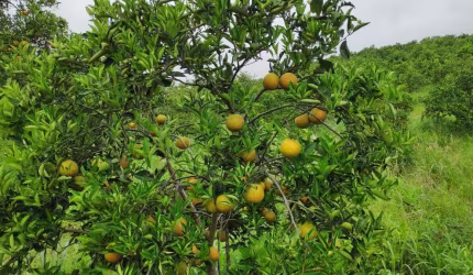 Sítio para Venda em Tanguá, POSSE DOS COUTINHOS