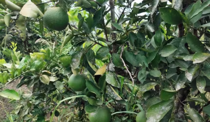 Sítio para Venda em Tanguá, Muriqui