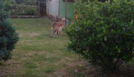 Vendo terreno na Avenida Florianópolis em Canoas RS, tem casa de madeira