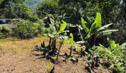 Terreno à venda, 525 m² por R$ 430.000,00 - Córrego Grande - Florianópolis/SC