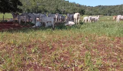 Fazenda 42 ha. em Bandeirantes