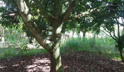 TERRENO PARA VENDA EM SANTANA DE PARNAÍBA - CRISTAL PARK III