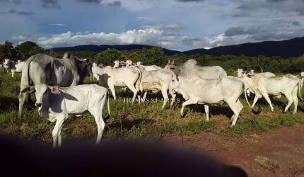FAZENDA EM BARRA DO BUGRES MT