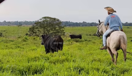 BELÍSSIMA FAZENDA NO NORTE DO PARA