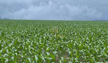 FAZENDA A VENDA EM NOBRES-MT
