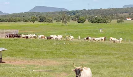 Fazenda 1.240 hectares Município rosário Oeste-MT