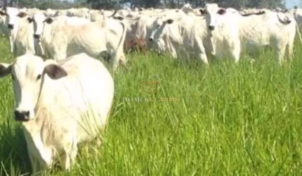 Fazenda a Venda no Município de Poconé.  Mato Grosso