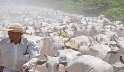 Belíssima Fazenda Bodoquena a venda no MS