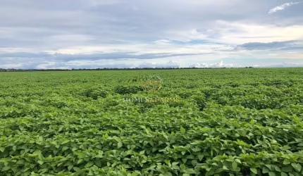 Ótima Fazenda à venda na região de Confresa-MT. Cidades próximas  Santa Terezinha, Vila Rica, Porto Alegre do Norte.