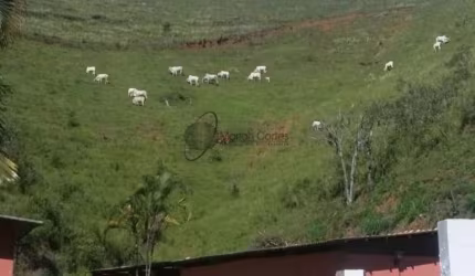 MARAVILHOSO HARAS - COM TOTAL ESTRUTURA E ÁREA DE