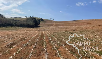 FAZENDA 250 HECTARES DE  CRIAÇÃO DE ZEBUÍNO, NELORE MOCHO, PURO DE ORIGEM (PO), PORTEIRA FECHADA NO SUL DE MINAS GERAIS!