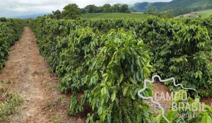 FAZENDA 81,6 ALQUEIRES COM PLANTAÇÃO DE CAFÉ !