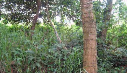 Terreno à venda, 1500 m² por R$ 900.000,00 - Granja Viana - Carapicuíba/SP
