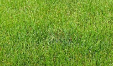 Terreno à venda, 600 m² por R$ 450.000,00 - Granja Viana - Cotia/SP