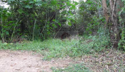 Área à venda, 5001 m² por R$ 800.000,00 - Granja Viana - Carapicuíba/SP