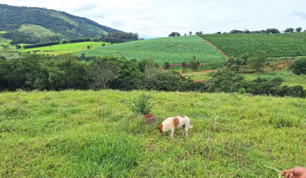 vendo lindo sítio de 4 alqueires, ouro fino mg