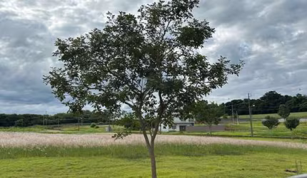VENDA | Terreno,  em Zona Rural, Floresta