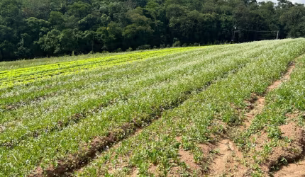 KL-terreno de 500M em Ibiúna , por apenas 60.000.