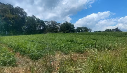L1- Lindos lotes em lançamento venha!