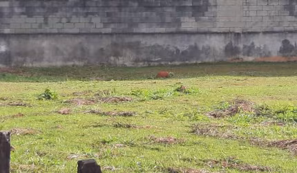 TERRENO EM ALPHAVILLE CONSTRUÇÃO PRÉDIO COMERCIAL OU GALPÕES