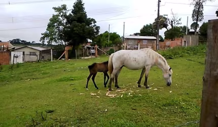 Terreno à Venda – Localização Privilegiada no Bairro Dom Rodrigo
