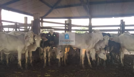 Fazenda em Jaguaripe, 550 tarefas
