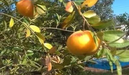 Casa em Condomínio 2 dormitórios à venda Águas Claras Viamão/RS
