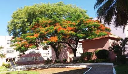 Apartamento para Venda - 59.47m², 2 dormitórios, Tristeza