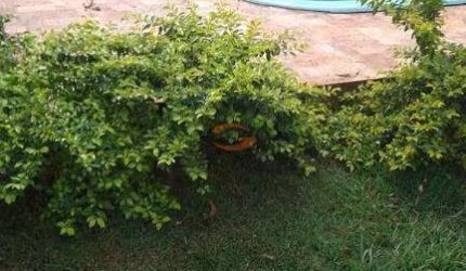 linda chacara de 1000 metros com pes de frutas, piscina e casa confortavel