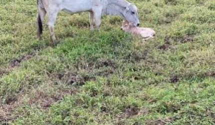 Fazenda para Venda em Juquiá, Zona Rural.