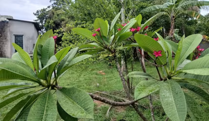 Lindo terreno