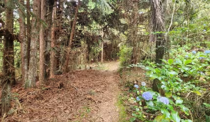 Chacara proximo do caminho do vinho, São José dos Pinhais/PR
