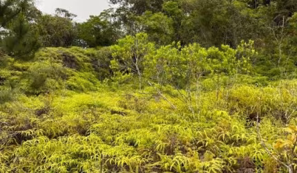 Terreno em Centro   -  Santo Amaro da Imperatriz