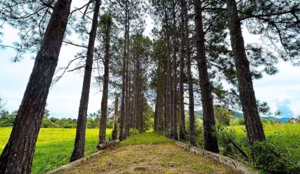 Sítio a venda na Cidade de Vargem - SP
