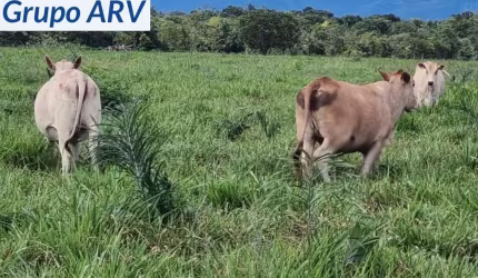 Fazenda à venda na Rua Ministro João Alberto, Araés, Cuiabá por R$ 80.000.000