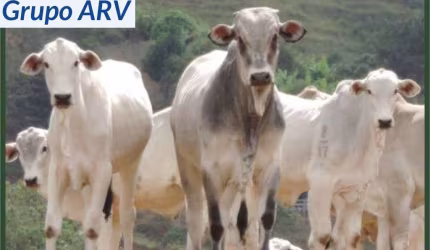 Fazenda com 250 ha em Camanducaia MG