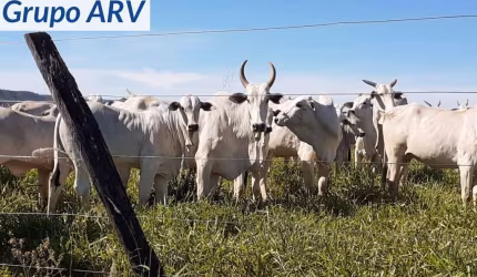 Fazenda com 5.000 Ha em Montes Claros MG