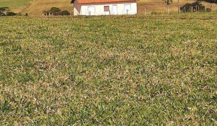 Sítio, Região de Porto Feliz  SP