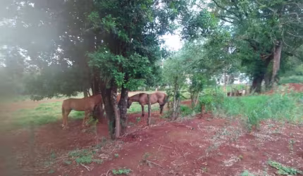 Área para Venda em Cascavel, Periolo
