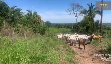 Fazenda com ate 5 anos para pagar - 305 hectares